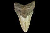 Fossil Megalodon Tooth - North Carolina #109869-1